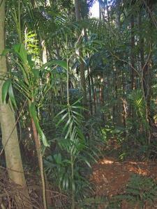 Linospadix monostachya + Calamus m. .jpg